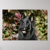 Poster Black Long Haired German Shepherd (Devant)