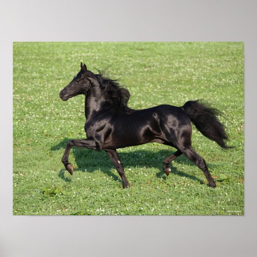 Poster Black Morgan Stallion Mane et traîne (Devant)