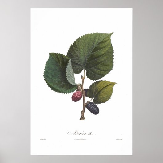Poster Black Mulberry (Devant)