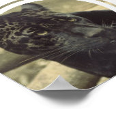 Poster Black Panther (Coin)