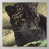 Poster Black Panther (Devant)