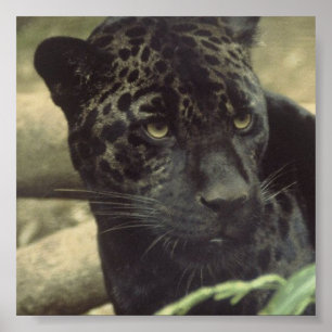 Poster Black Panther