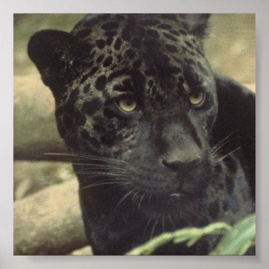 Poster Black Panther (Devant)