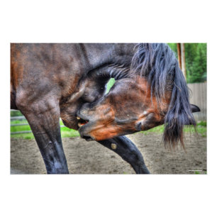 Poster Black Percheron Gelding Horse Preuve Photo
