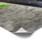 Poster Black Percheron Gelding Horse Preuve Photo (Coin)