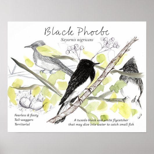 Poster Black Phoebe Bird Tuxedo Black Tree Drawing  (Devant)