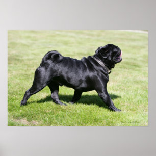 Poster Black Pug Panting While Walking