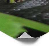 Poster Black Racer Sunning (Coin)