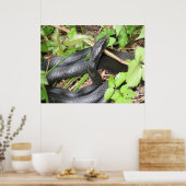 Poster Black Racer Sunning (Cuisine)