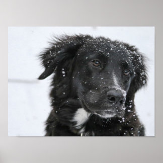 Poster Black Shepherd Dog in the Snow