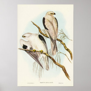 Poster Black-shouldered Kite by Elizabeth Gould