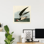 Poster Black Skimmer, Shearwater Audubon Birds of America (Bureau à domicile)
