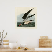 Poster Black Skimmer, Shearwater Audubon Birds of America (Cuisine)