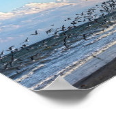 Poster Black Skimmers décolle sur Cape Canaveral Beach (Coin)