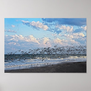 Poster Black Skimmers décolle sur Cape Canaveral Beach