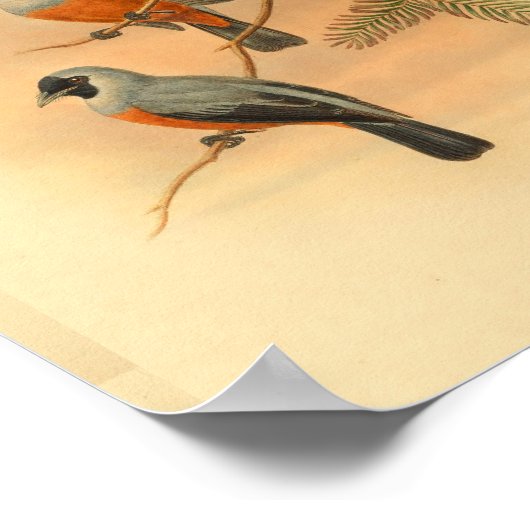 Poster Black Spectaculaire Flycatcher Bird Imprimer Vinta (Coin)