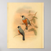 Poster Black Spectaculaire Flycatcher Bird Imprimer Vinta (Devant)