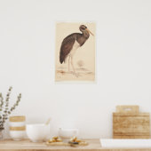 Poster Black Stork (Ciconia nigra) 1835, Lear, Edward, (Cuisine)