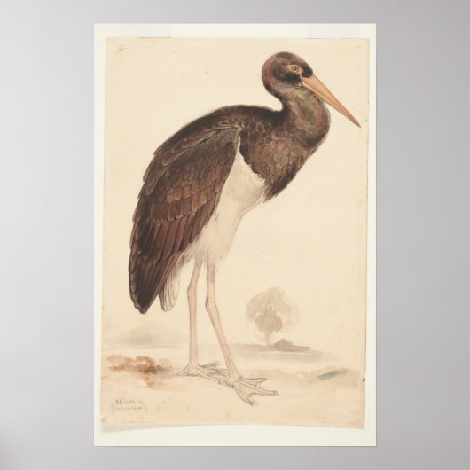 Poster Black Stork (Ciconia nigra) 1835, Lear, Edward, (Devant)