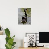Poster Black Swan in Tranquil Pond (Bureau à domicile)