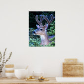 Poster Black-tail Deer | Olympic National Park (Cuisine)