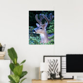 Poster Black-tail Deer | Olympic National Park (Bureau à domicile)