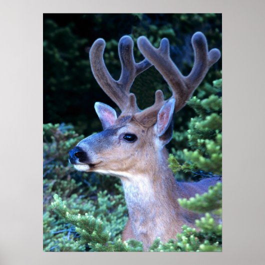 Poster Black-tail Deer | Olympic National Park (Devant)