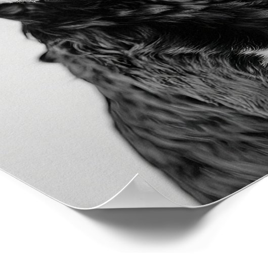 Poster Black & Tan Cavapoo Drinking Wine Wall Art, Black  (Coin)