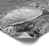 Poster Black White Dolphin Sea Turtle Poisson Art Imprima (Coin)