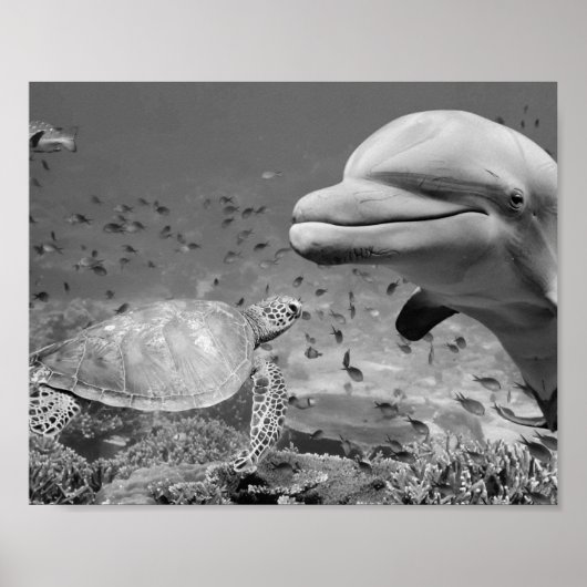 Poster Black White Dolphin Sea Turtle Poisson Art Imprima (Devant)