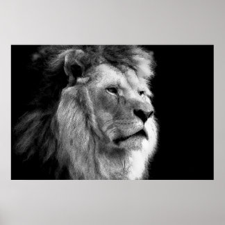 Poster Black & White Lion