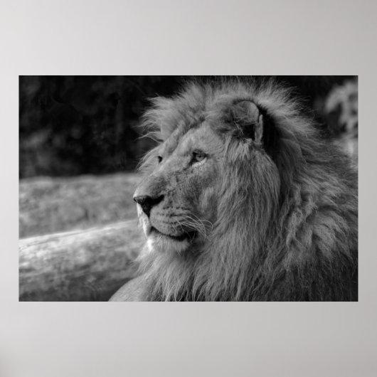 Poster Black & White Lion - Wild Animal Photography (Devant)