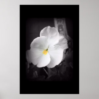 Poster Black & White Pansy