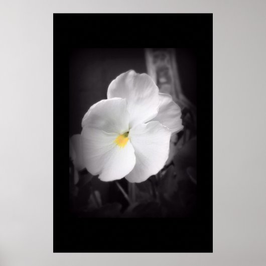 Poster Black & White Pansy (Devant)