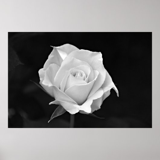 Poster Black & White Rose (Devant)