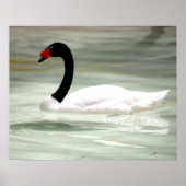 Poster Black & White Swan, l'Inséparable (Devant)