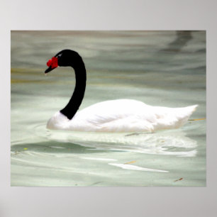 Poster Black & White Swan, l'Inséparable