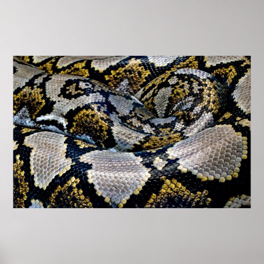 Poster Black, yellow, and gray python (Devant)