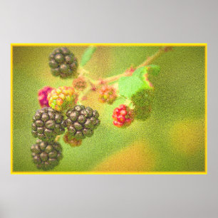 Poster "Blackberries Fruit Plante" Photo mignonne. Comman
