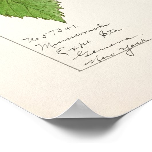 Poster Blackberries (Rubus subg. Rubus Watson) (Coin)