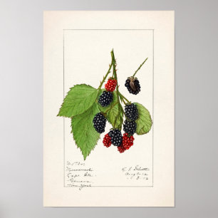 Poster Blackberries (Rubus subg. Rubus Watson) Fruit