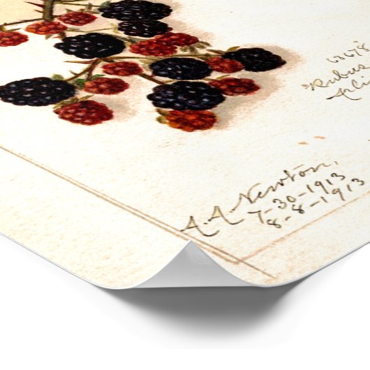 Poster - Blackberries Vintages (Coin)