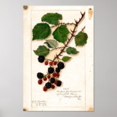 Poster - Blackberries Vintages (Devant)