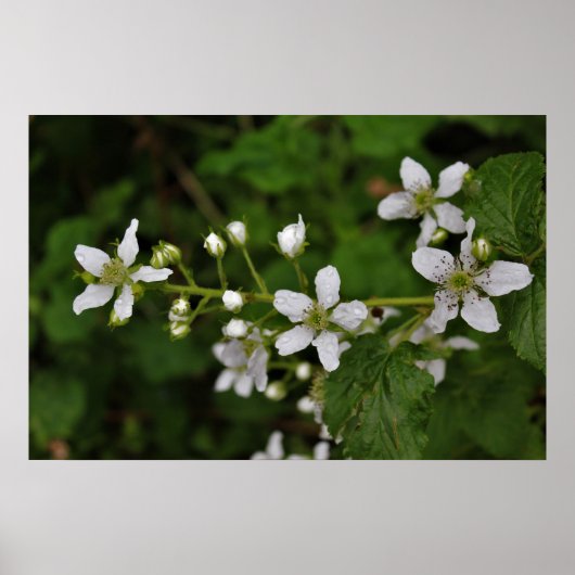 Poster Blackberry Blossoms (Devant)