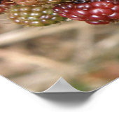 Poster Blackberry Bonanza (Coin)