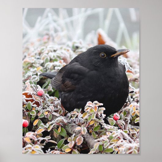 Poster Blackbird d'hiver (Devant)