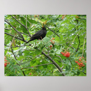 Poster Blackbird et Berries Imprimer