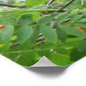 Poster Blackbird et Berries Imprimer (Coin)