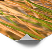 Poster Blackbird mal chanté (Coin)