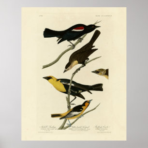 Poster Blackbirds et Oriole, les oiseaux d'Amérique d'Aud